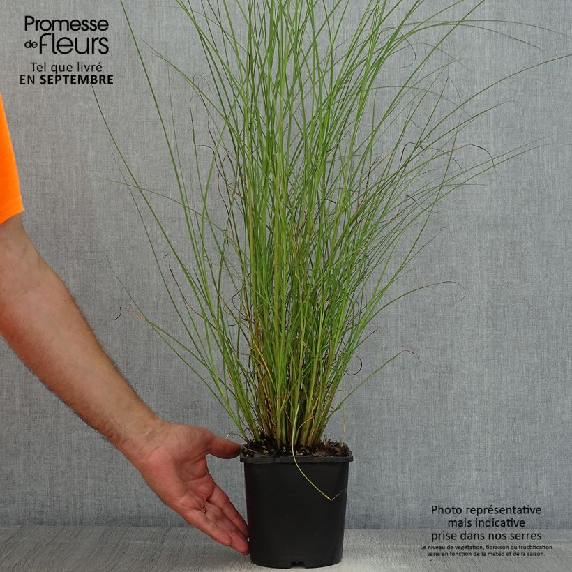 Ejemplar de Miscanthus sinensis Gracillimus - Eulalie  Pot de 2L/3LHauteur livrée env. 20cm entregado en verano