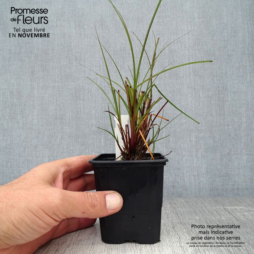 Ejemplar de Miscanthus sinensis Gracillimus Maceta de 8/9 cm entregado en otoño
