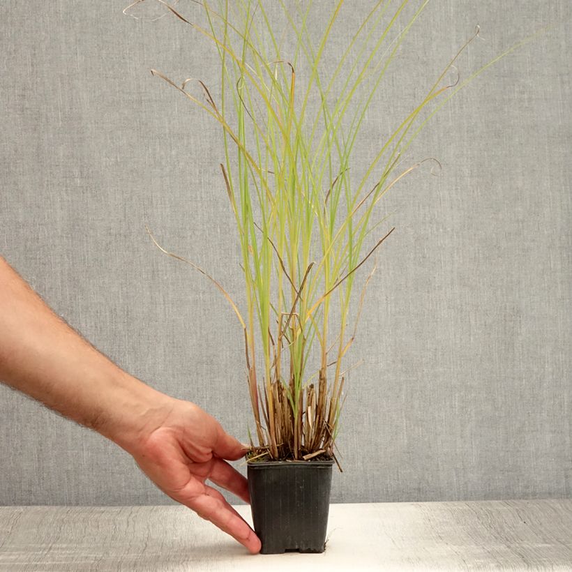 Ejemplar de Miscanthus sinensis Gracillimus - Eulalie en godet de 9cm entregado en verano