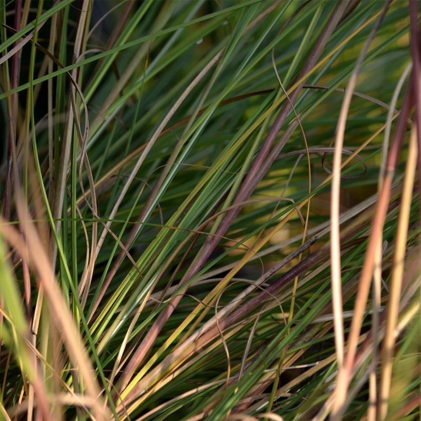 Miscanthus sinensis Gracillimus (Follaje)