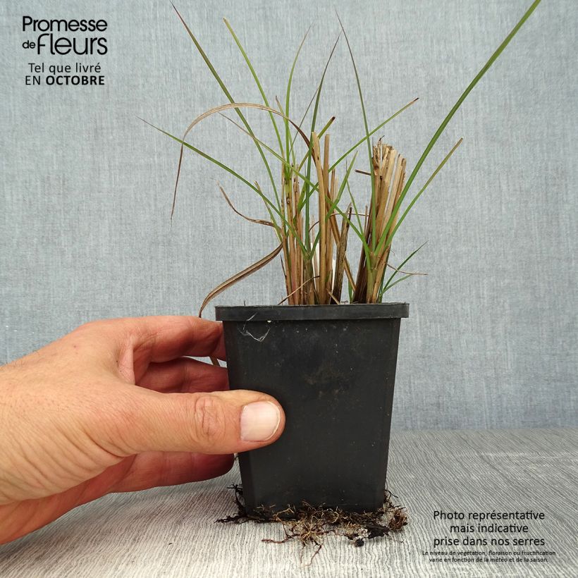Ejemplar de Miscanthus sinensis Graziella Maceta de 8/9 cm entregado en otoño