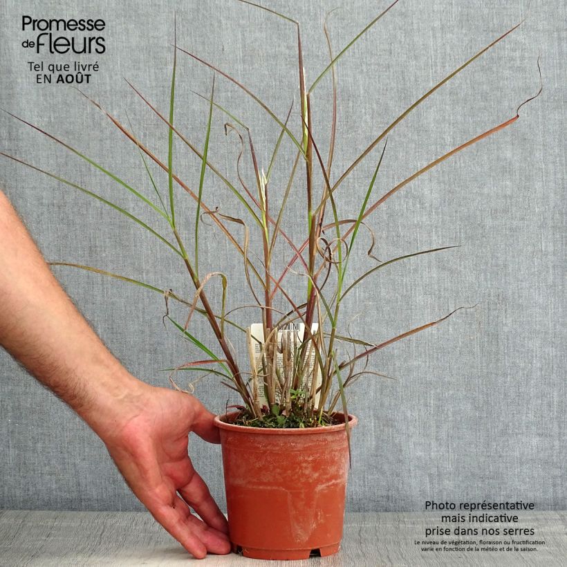 Ejemplar de Miscanthus sinensis Kaskade Maceta 1L/1,5L entregado en verano