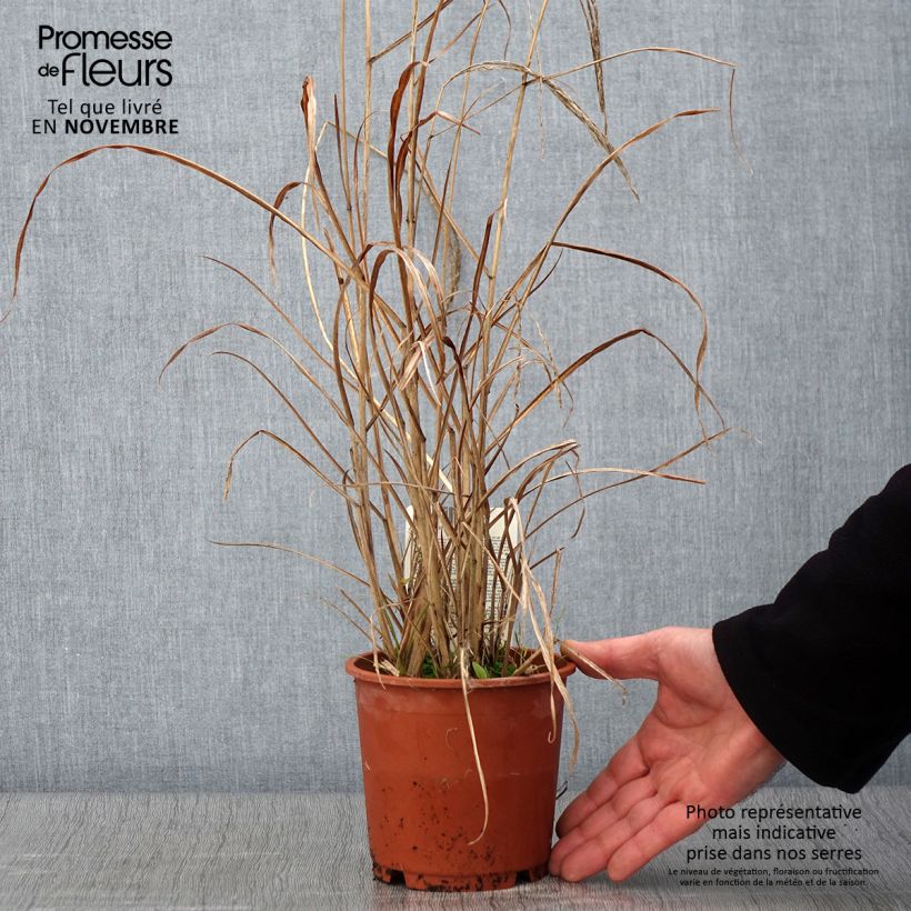 Ejemplar de Miscanthus sinensis Kleine Fontäne Maceta 1L/1,5L entregado en otoño