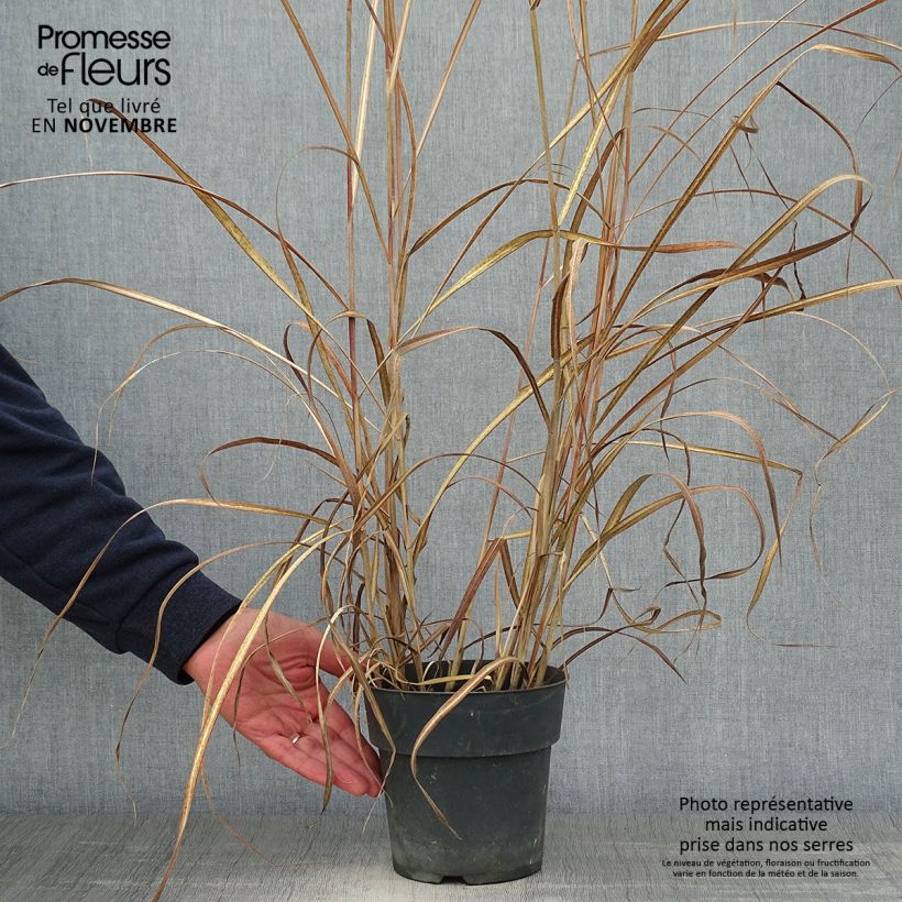 Ejemplar de Miscanthus sinensis Kleine Fontäne Maceta 3L/4L entregado en otoño