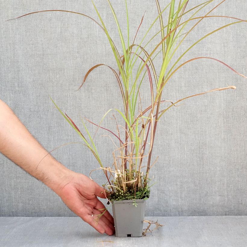 Ejemplar de Miscanthus sinensis Kleine Fontäne Maceta de 8/9 cm entregado en verano