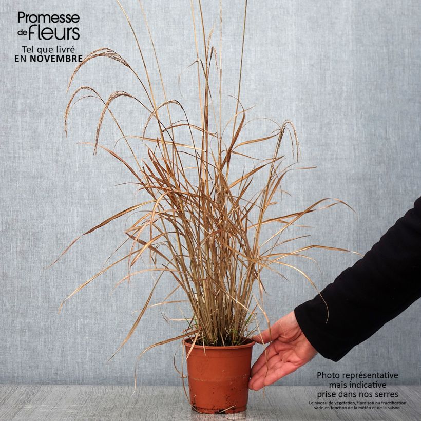 Ejemplar de Miscanthus sinensis Kleine Silberspinne Maceta 1L/1,5L entregado en otoño