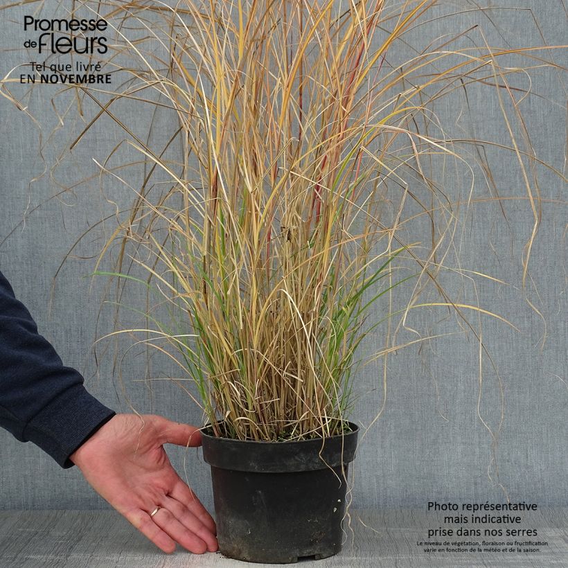 Ejemplar de Miscanthus sinensis Kleine Silberspinne Maceta 4L/5L entregado en otoño
