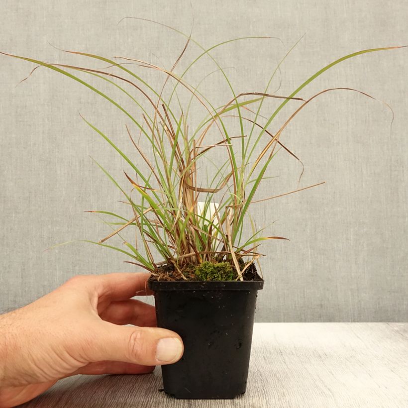 Ejemplar de Miscanthus sinensis Krater Maceta de 8/9 cm entregado en otoño