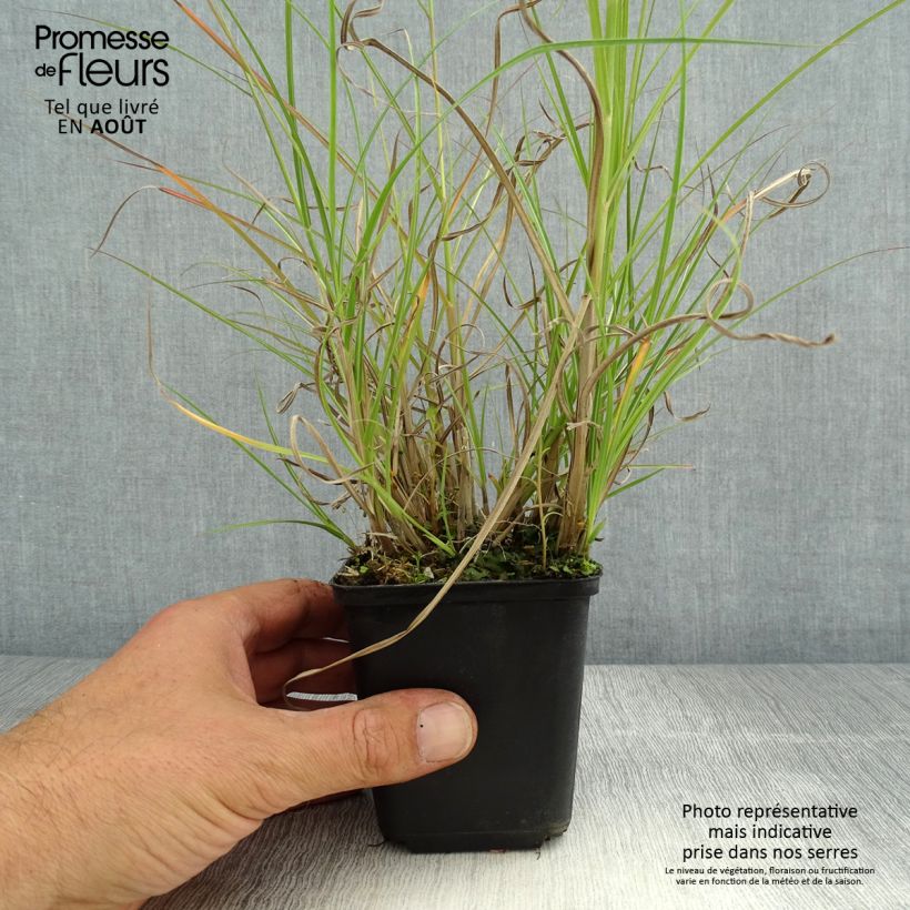 Ejemplar de Miscanthus sinensis Krater - Eulalie, Roseau de Chine Godet de 9cm entregado en verano