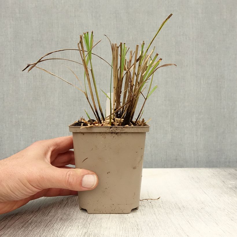 Ejemplar de Miscanthus sinensis Little Miss Maceta de 8/9 cm entregado en otoño
