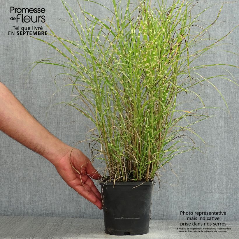 Ejemplar de Miscanthus sinensis Little Zebra Maceta 2L/3L entregado en verano