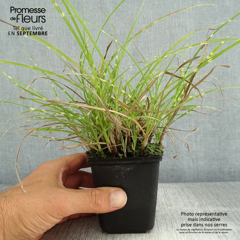 Ejemplar de Miscanthus sinensis Little Zebra Maceta de 8/9 cm entregado en verano