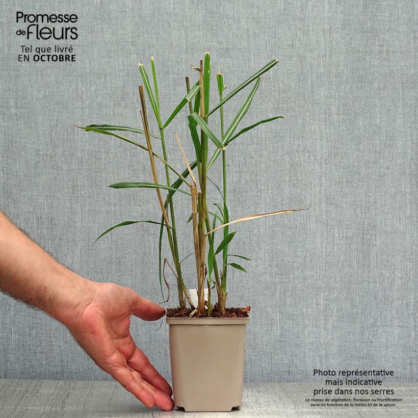 Ejemplar de Miscanthus sinensis Malepartus Maceta de 8/9 cm entregado en otoño