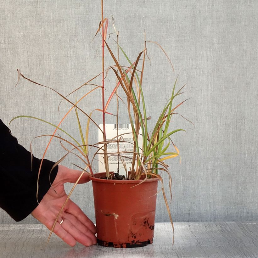 Ejemplar de Miscanthus sinensis Malepartus Maceta 1L/1,5L entregado en otoño