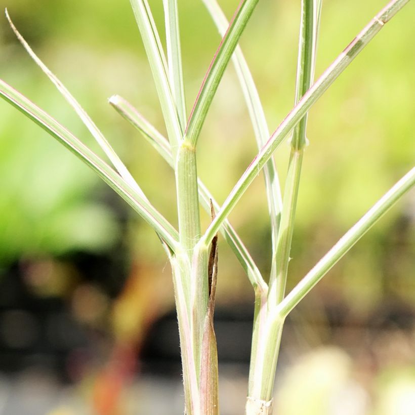 Miscanthus sinensis Morning Bright (Follaje)