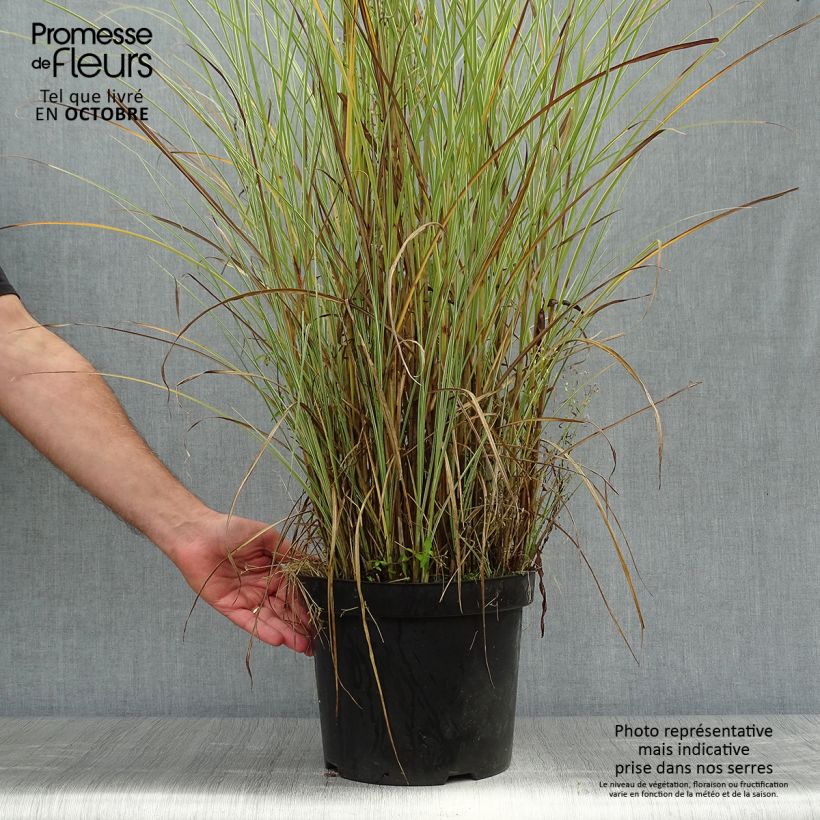 Ejemplar de Miscanthus sinensis Morning Light Maceta 7,5L/10L entregado en otoño