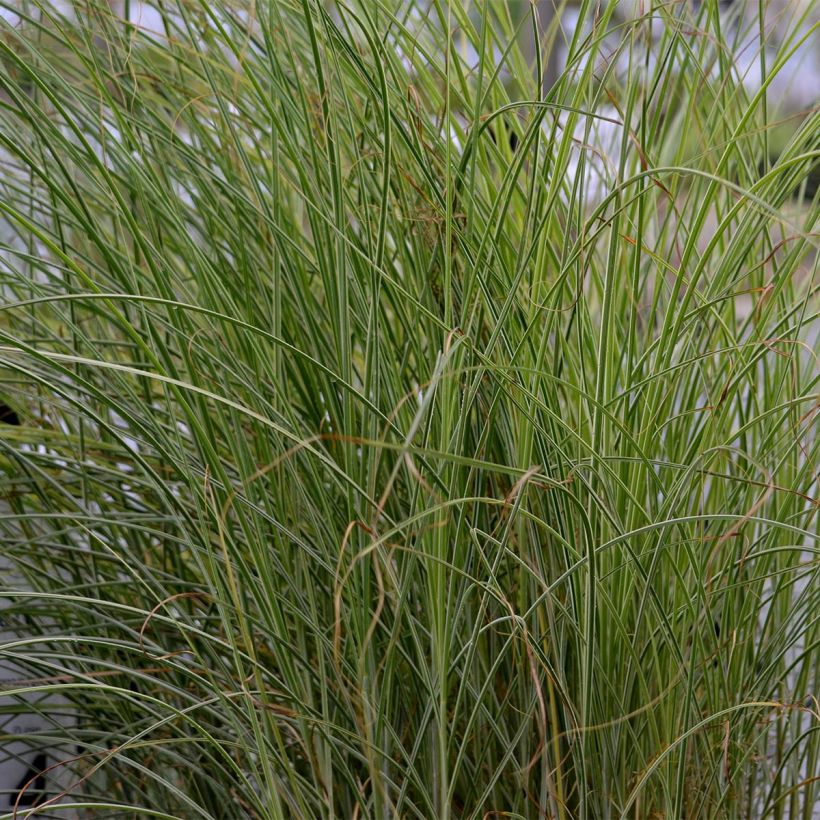 Miscanthus sinensis Morning Light (Follaje)