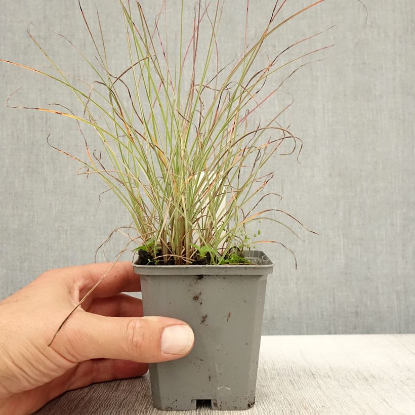 Ejemplar de Miscanthus sinensis Morning Light Maceta de 8/9 cm entregado en otoño