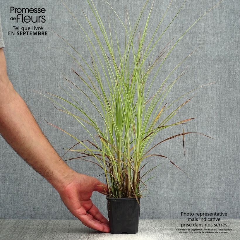 Ejemplar de Miscanthus sinensis Morning Light - Eulalie, Roseau de Chine Godet de 8/9 cm entregado en verano