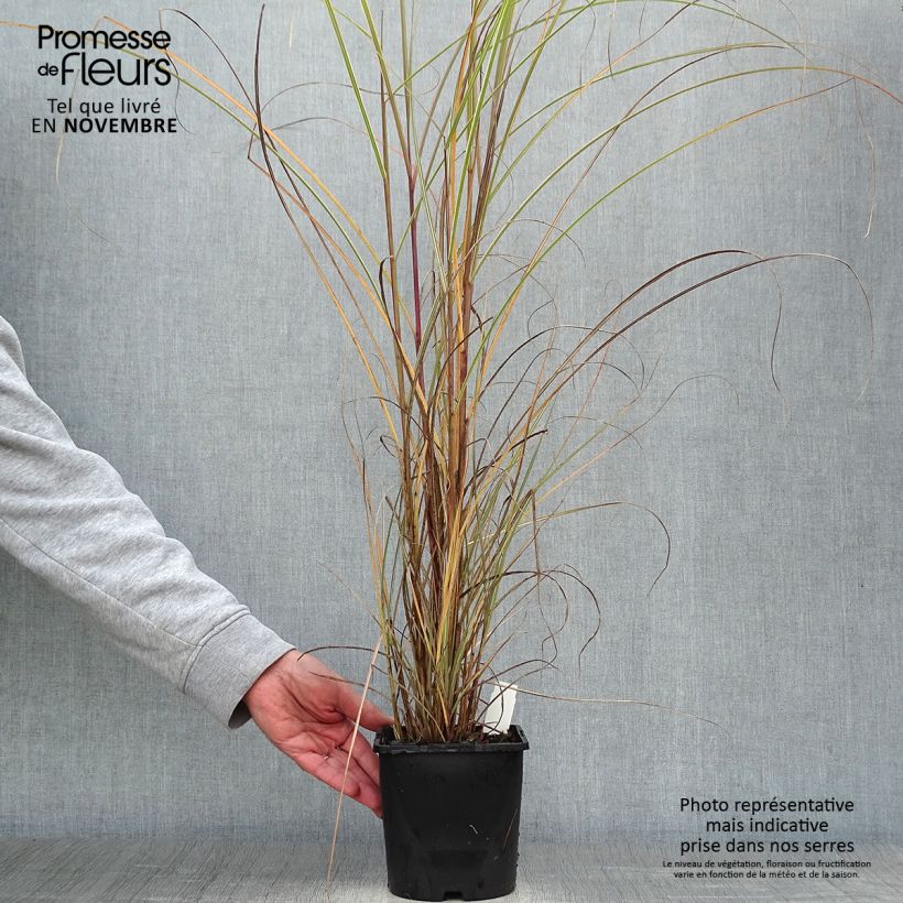 Ejemplar de Miscanthus sinensis Morning Light Maceta 2L/3L entregado en otoño