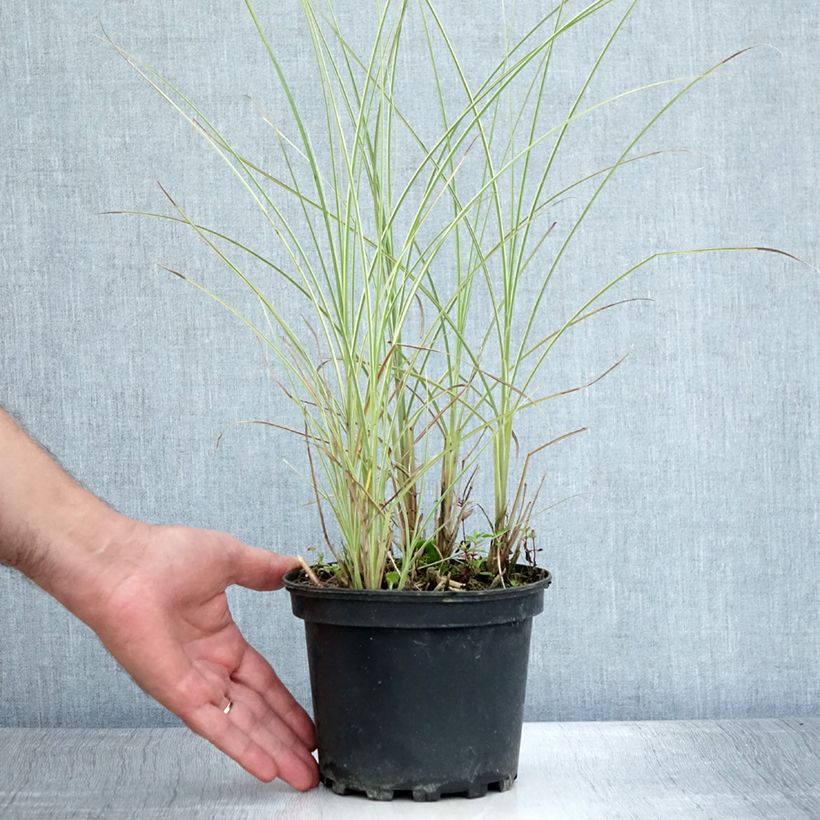 Ejemplar de Miscanthus sinensis Morning Light - Eulalie, Roseau de Chine Pot de 2L/3L entregado en verano