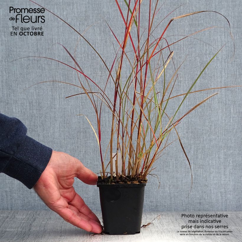 Ejemplar de Miscanthus sinensis Nippon Maceta de 8/9 cm entregado en otoño