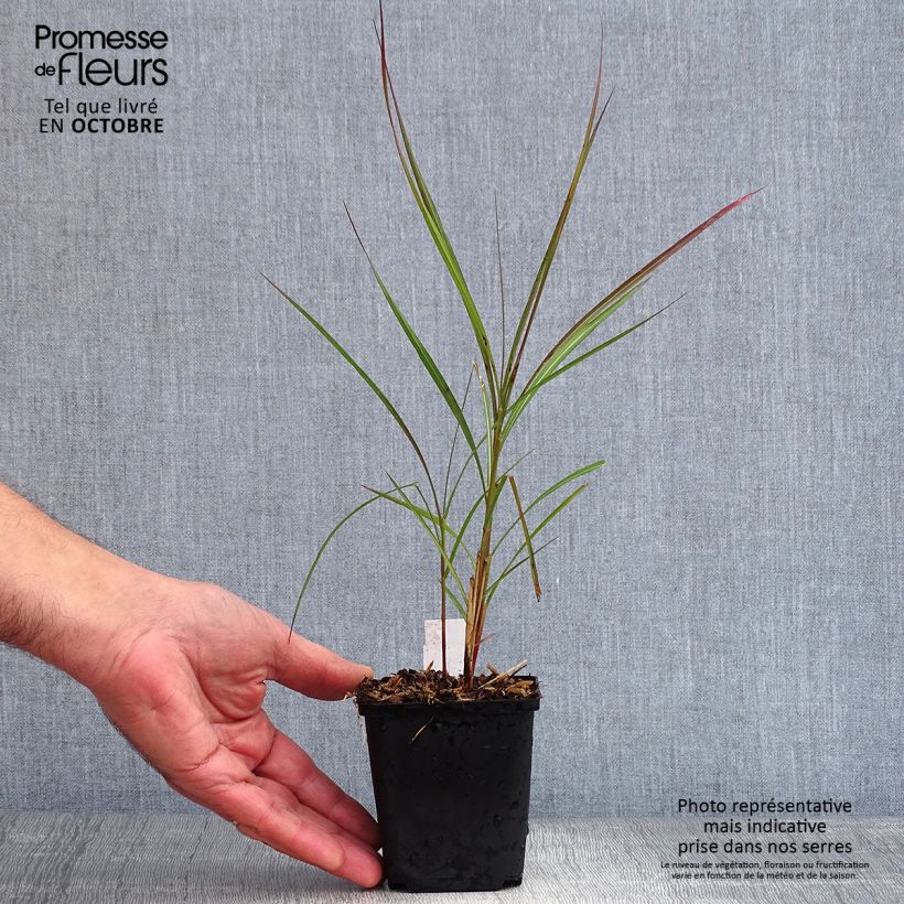 Ejemplar de Miscanthus sinensis Purple Fall Maceta de 8/9 cm entregado en otoño
