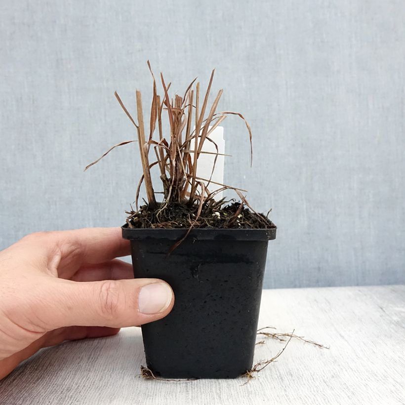 Ejemplar de Miscanthus sinensis Purpurascens Maceta de 8/9 cm entregado en otoño