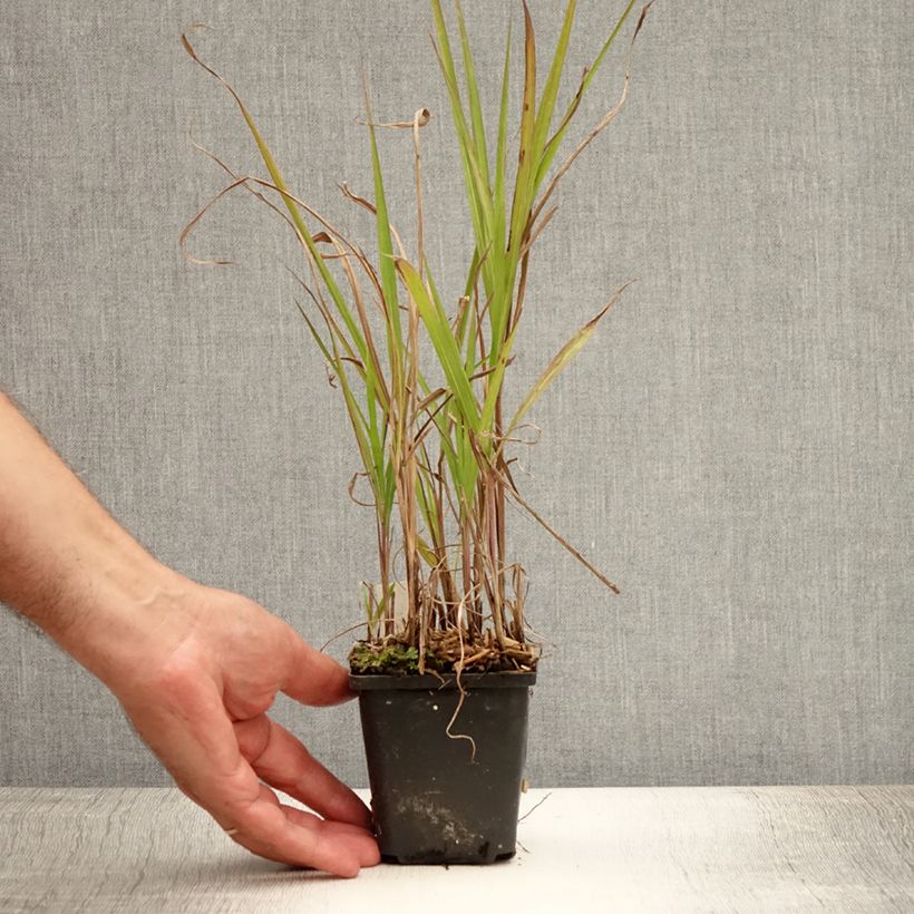 Ejemplar de Miscanthus sinensis Purpurascens, Eulalie en godet de 9 cm entregado en verano