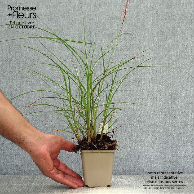 Ejemplar de Miscanthus sinensis Red Chief Maceta de 8/9 cm entregado en otoño