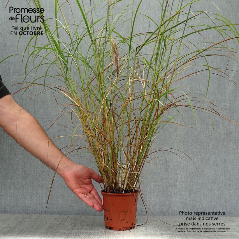 Ejemplar de Miscanthus sinensis Red Chief Maceta 1,5L/2L entregado en otoño
