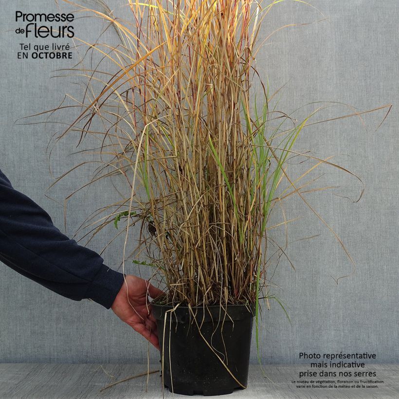 Ejemplar de Miscanthus sinensis Red Chief Maceta 4L/5L entregado en otoño