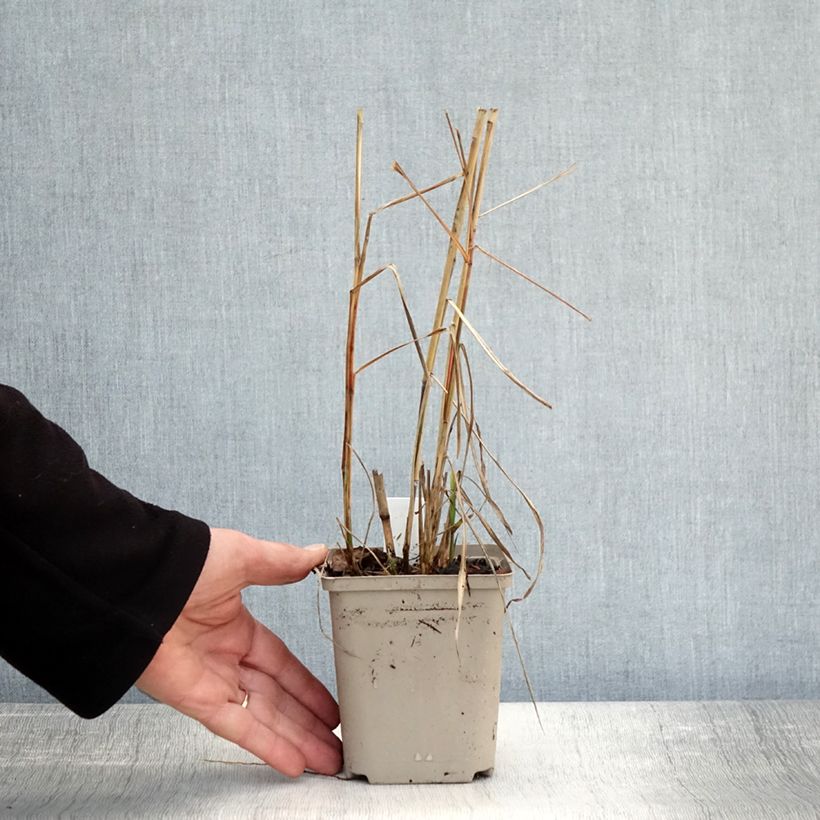 Ejemplar de Miscanthus sinensis Sarabande Maceta de 8/9 cm entregado en otoño