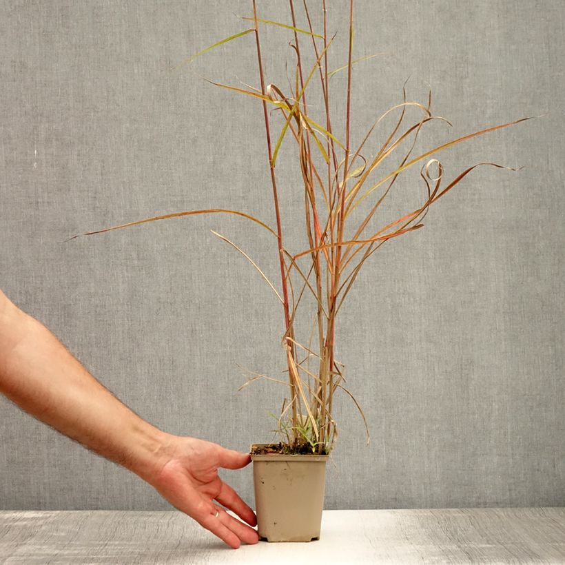 Ejemplar de Miscanthus sinensis Sarabande - Eulalie, Roseau de Chine Godet de 9cm entregado en verano