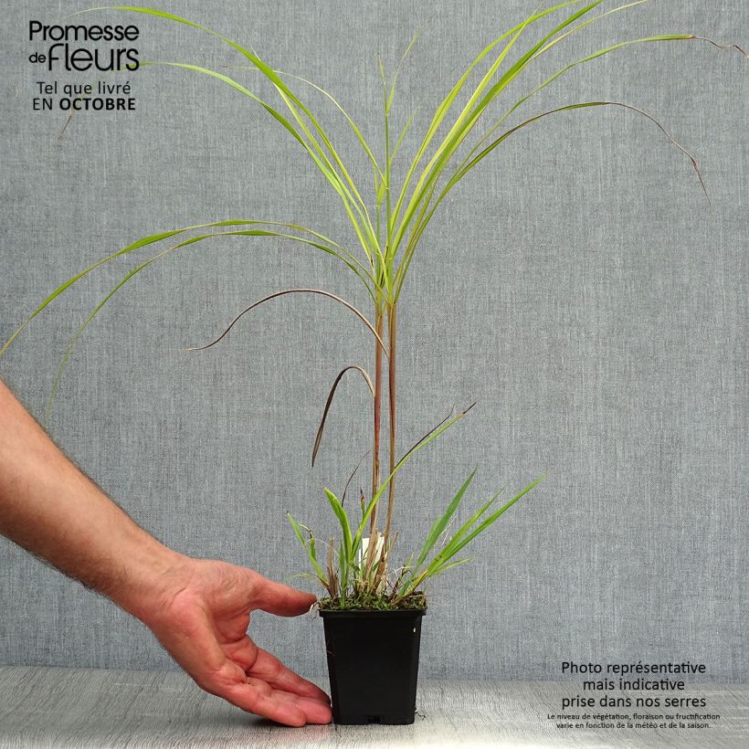 Ejemplar de Miscanthus sinensis Silberfeder Maceta de 8/9 cm entregado en otoño