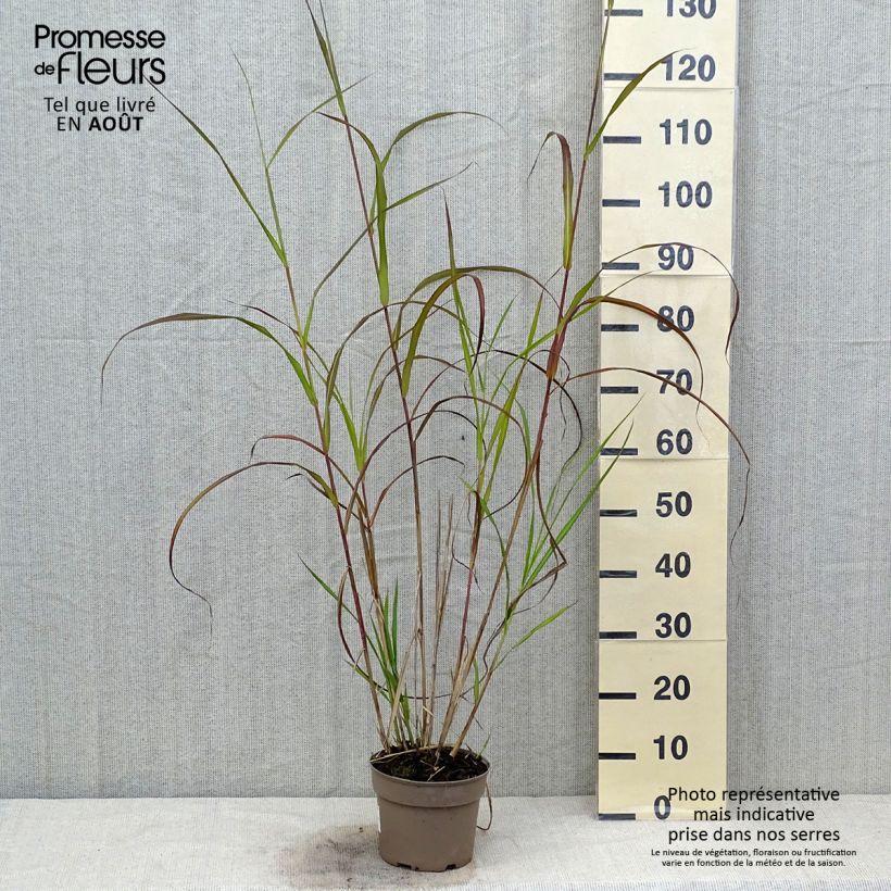 Ejemplar de Miscanthus sinensis Silberfeder - Roseau de Chine en pot de 2/3 litres entregado en verano
