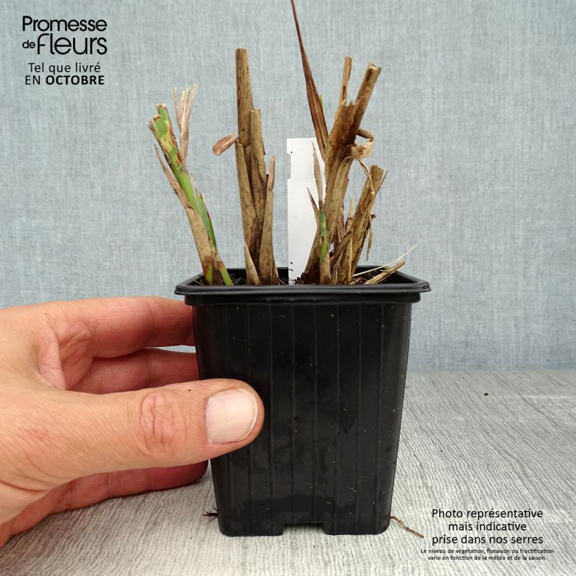 Ejemplar de Miscanthus sinensis Sirene Maceta de 8/9 cm entregado en otoño