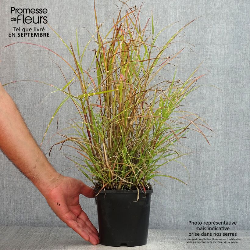 Ejemplar de Miscanthus sinensis Strictus Dwarf - Roseau de Chine Pot de 2L/3L entregado en verano