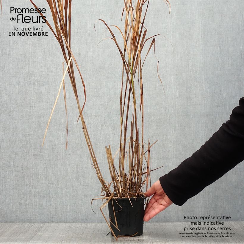 Ejemplar de Miscanthus sinensis Strictus Maceta 2L/3L entregado en otoño