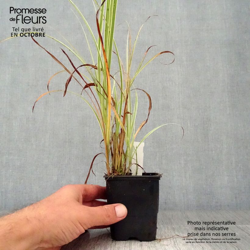 Ejemplar de Miscanthus sinensis Variegatus Maceta de 8/9 cm entregado en otoño
