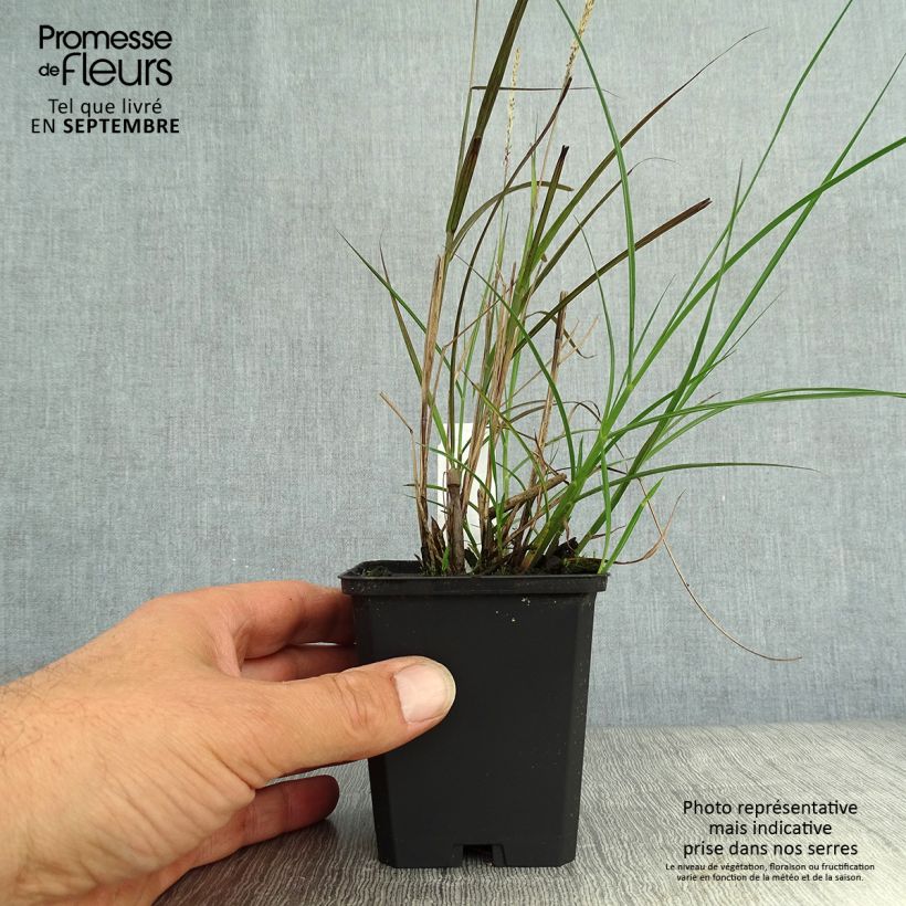 Ejemplar de Miscanthus sinensis Yaku-Jima Maceta de 8/9 cm entregado en otoño
