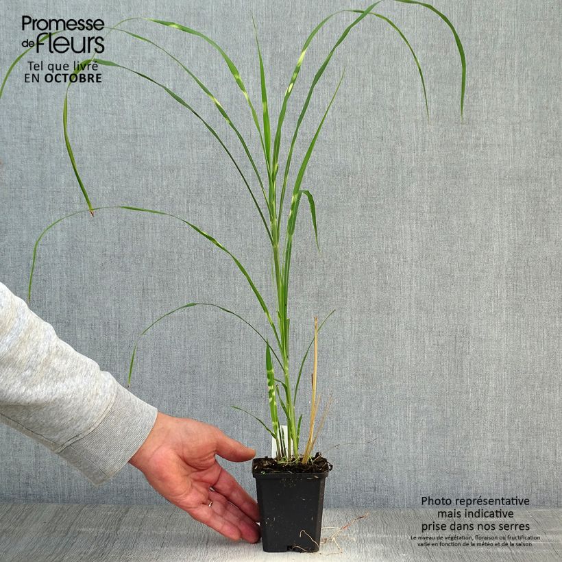 Ejemplar de Miscanthus sinensis Zebrinus Maceta de 8/9 cm entregado en otoño
