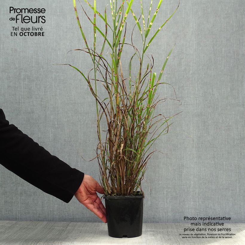 Ejemplar de Miscanthus sinensis Zebrinus Maceta 2L/3L entregado en otoño