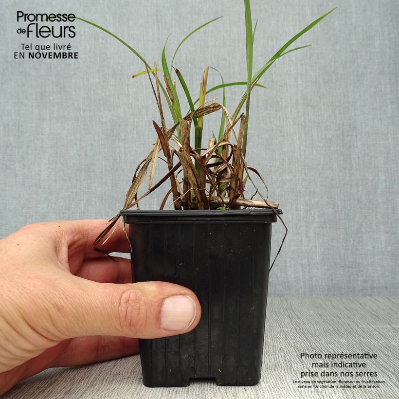 Ejemplar de Miscanthus transmorrisonensis Maceta de 8/9 cm entregado en otoño