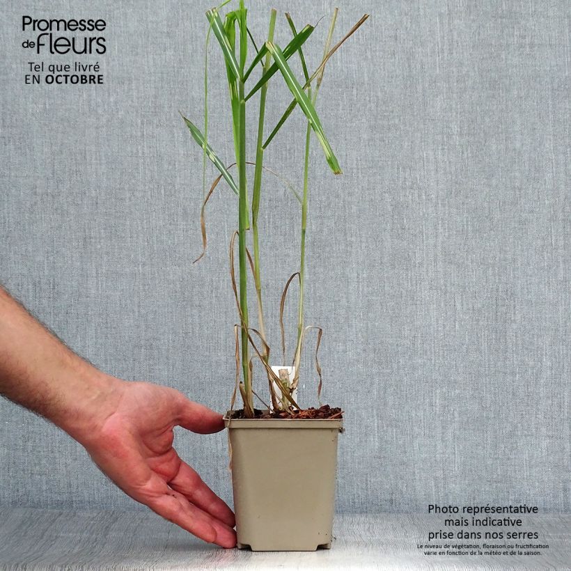 Ejemplar de Miscanthus giganteus Alligator Maceta de 10 cm/11 cm entregado en otoño