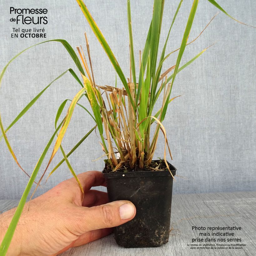 Ejemplar de Molinia Windsaule - Boja Maceta de 8/9 cm entregado en otoño