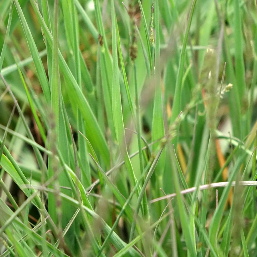 Molinia caerulea Moorflamme - Boja (Follaje)
