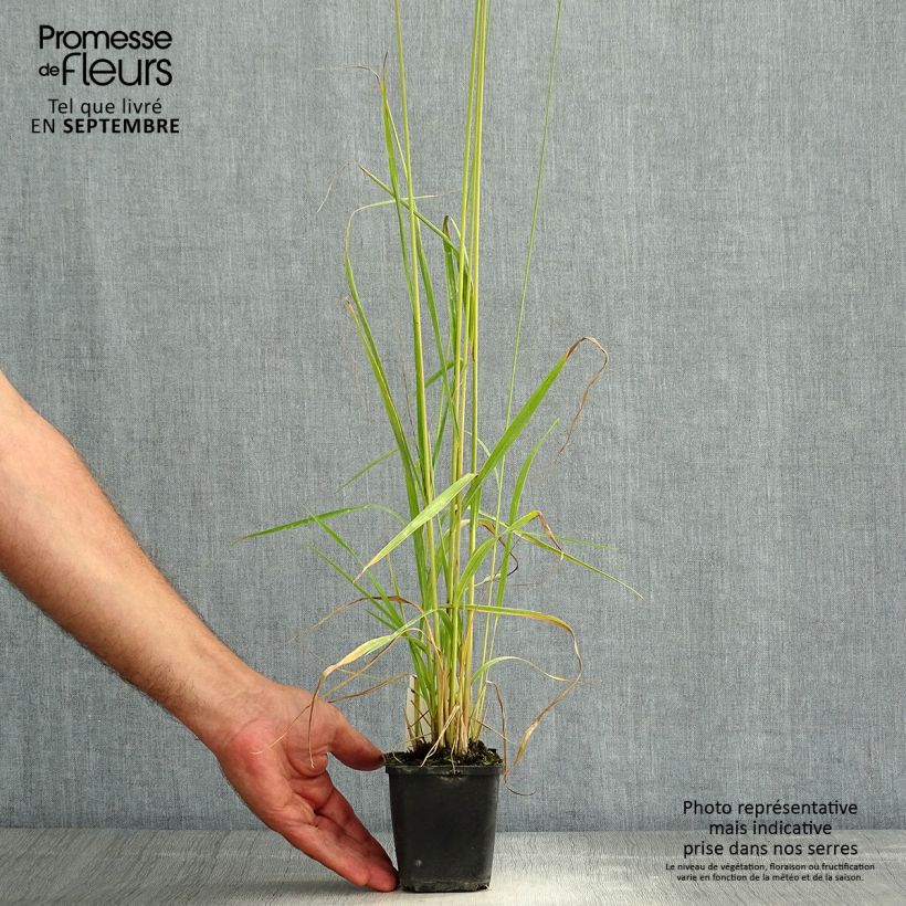 Ejemplar de Molinia Fontäne - Boja Maceta de 8/9 cm entregado en verano