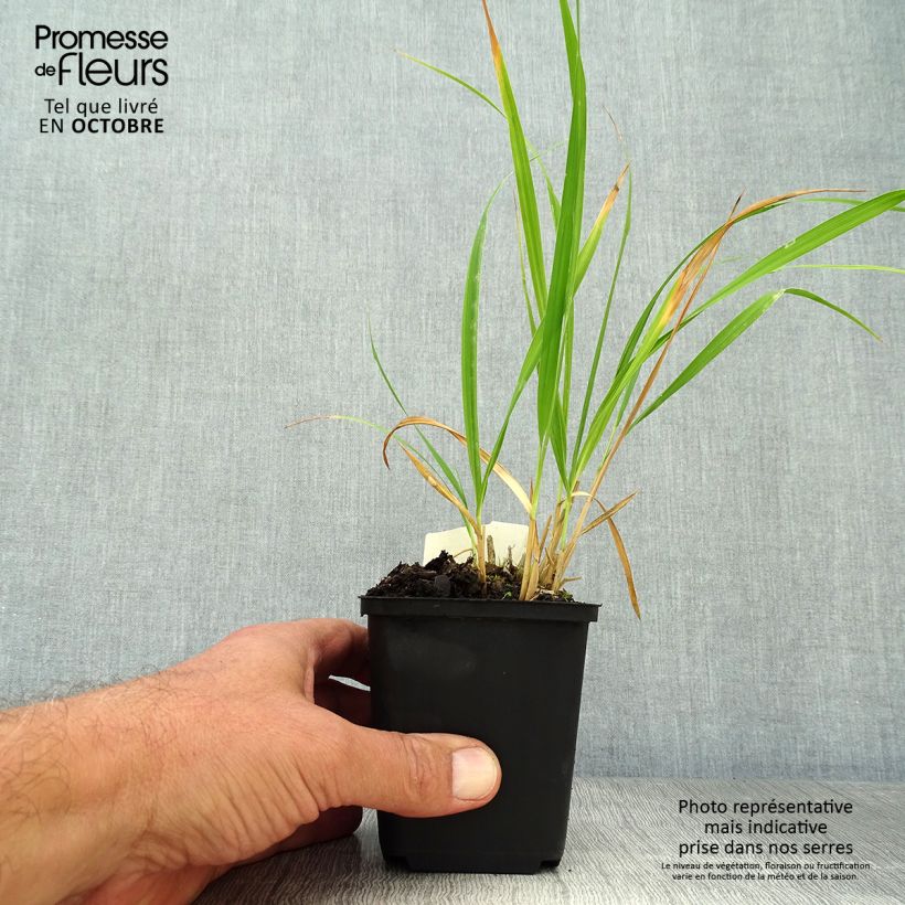 Ejemplar de Molinia Skyracer - Boja Maceta de 8/9 cm entregado en otoño