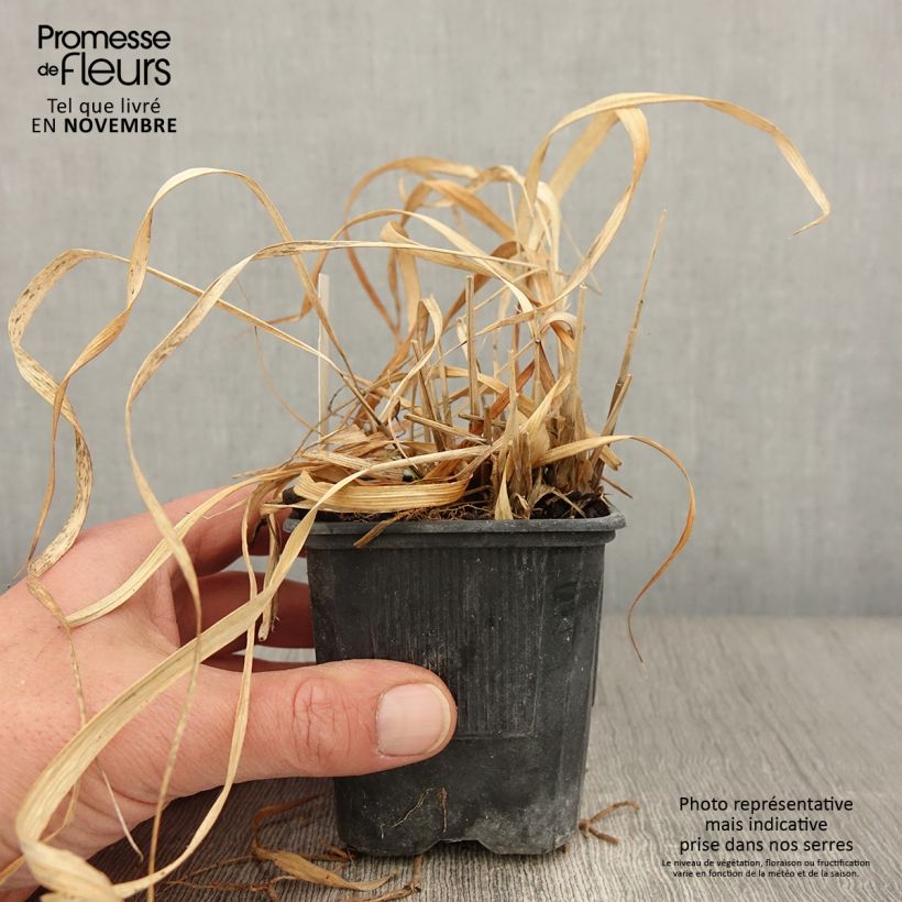 Ejemplar de Molinia Transparent - Boja Maceta de 8/9 cm entregado en otoño